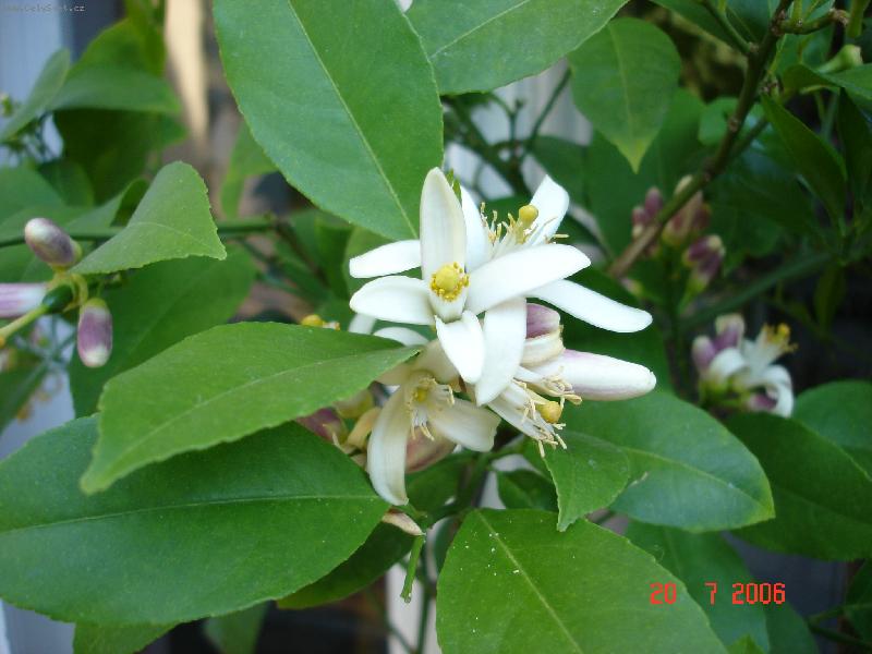 Foto: Bohaté kvetení-vůně květů je přímo okouzlující