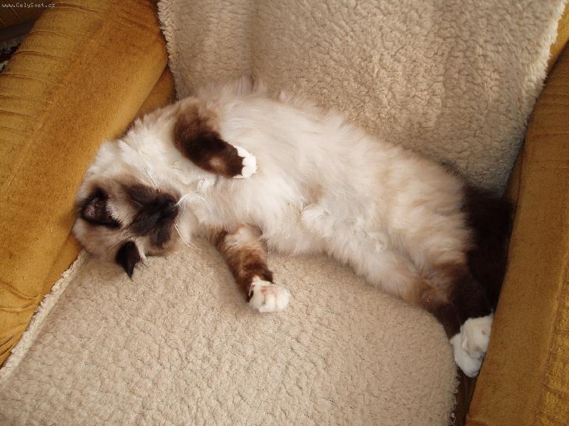 Foto: Miki-Náš kocourek Miki :-)