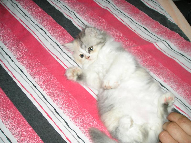 Foto: Mášenka-Náš mazlíček