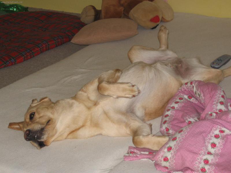 Foto: Tracy ve své oblíbené poloze-... stejně mají lepší pelíšek než já ... :o)