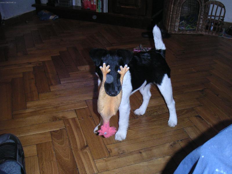 Foto: Proč nevidím!!!???-Jednou budu opravdový lovec!