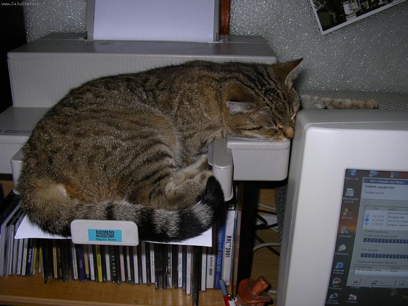 Foto: Ne! Teď se tisknout nebude!-"Budu spát tam kde je mi dobře!"