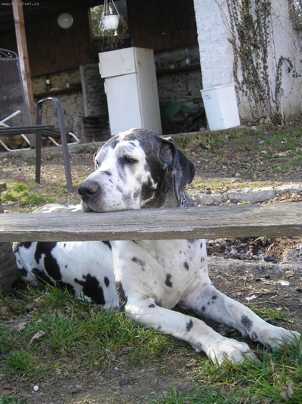 Foto: Veteránka Jaga 10 let-Veteránka Jaga 10 let