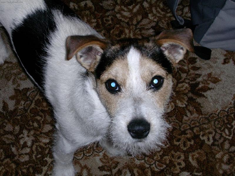 Foto: Můj lumpík-raubíííř.....