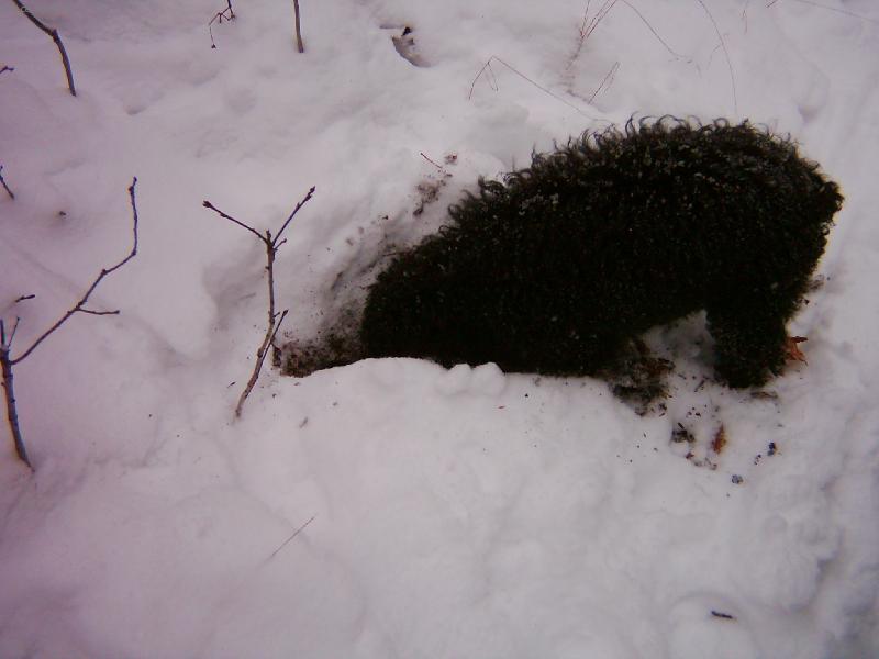 Foto: takle lovim-tak lovi naš Mates myšky