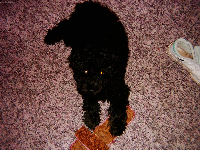 Foto: nikomu ty botky nedam-naš Matýsek si hlídá svoje botky