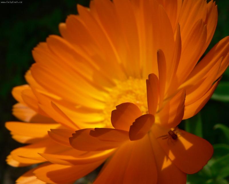 Foto: Mesícek :-) lekarsky