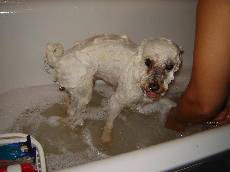 Foto: Denýsek-Takhle vypadám,když jsem mokrej,poznali byjste,že jsem Boloňský psík????