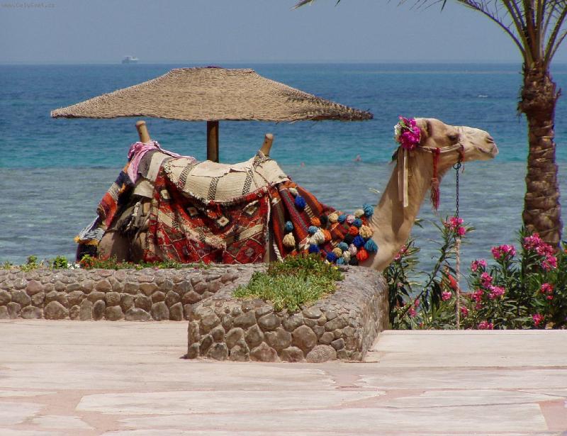 Foto: velbloud-jediný dopravní prostředek na dohled