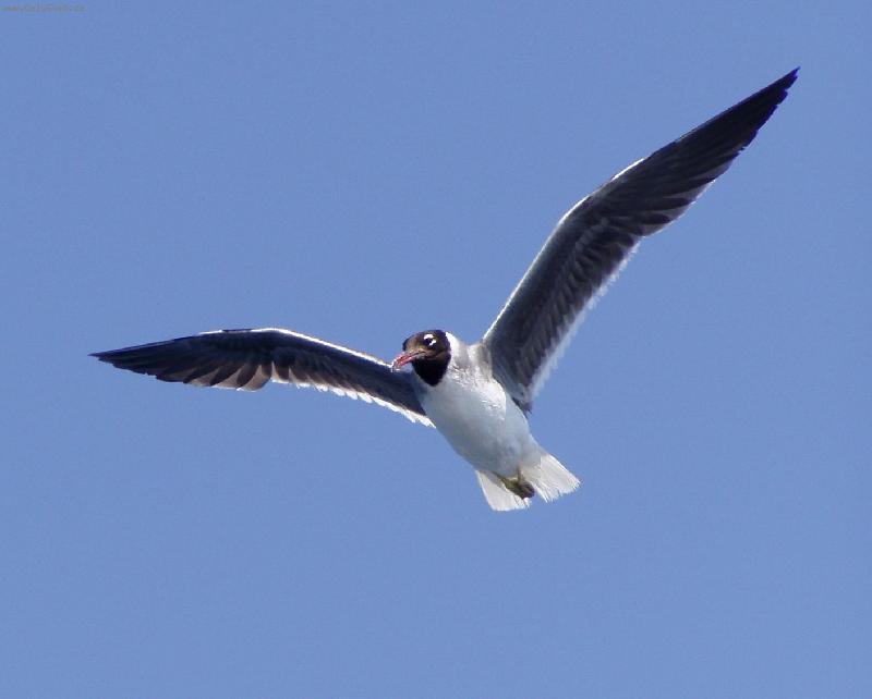 Foto: racek-když se krmí,přiletí blíž