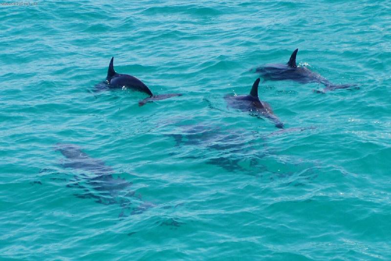 Foto: delfíni-často je v přírodě nepotkáte