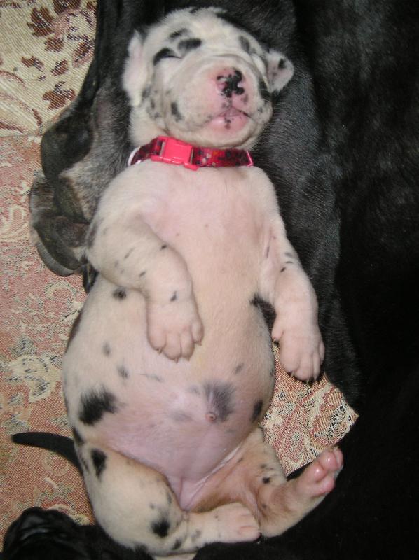 Foto: Německá doga stáří 14dní-napapané miminko