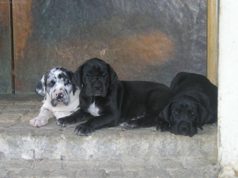 Foto: štěňátka stáří 5týdnů-mimča Alchimie , Aurora a Afecto