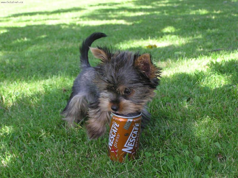 Foto: reklama-moc mi chutná kafíčko
