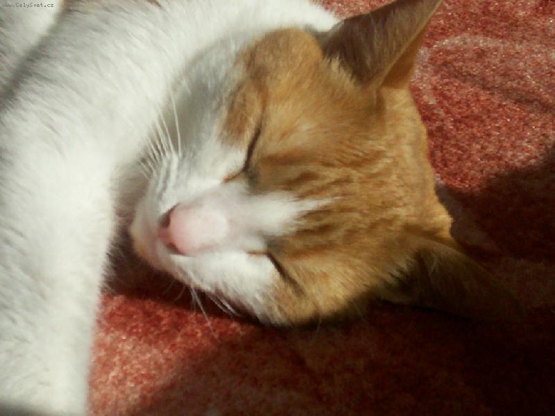 Foto: Mazlíček-jéé já se musím protáhnout