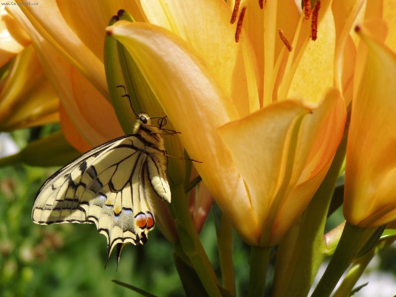 Foto: ODPOČÍVAM NA CHVILKU