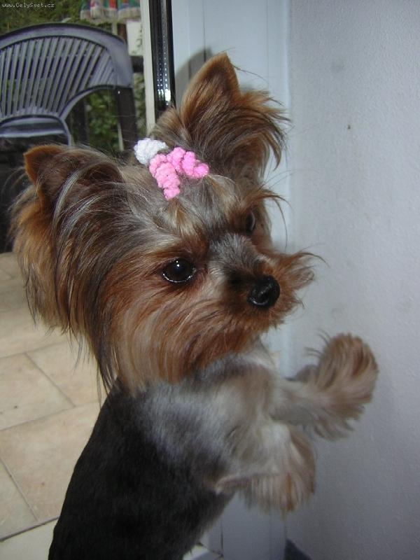 Foto: Jorkšírka Týnka