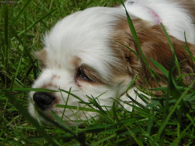 Foto: odpočinek v trávě