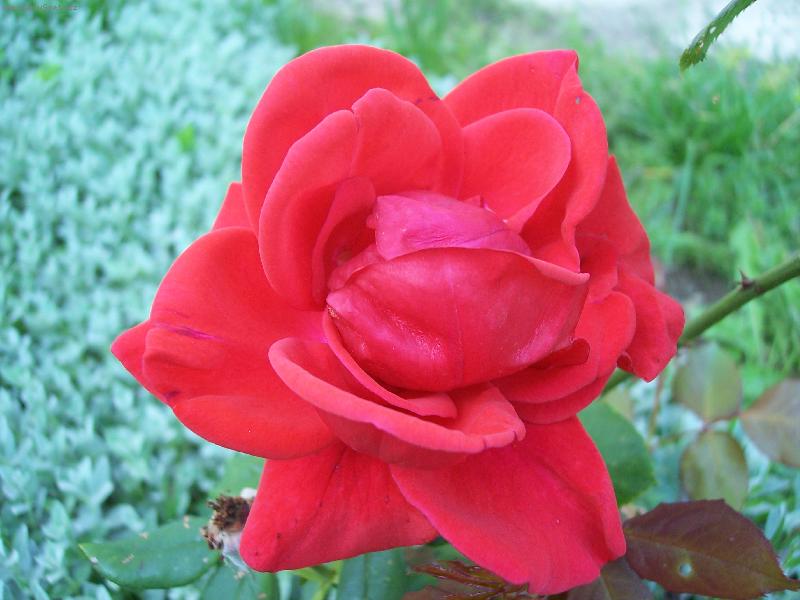 Foto: růžička-osamocena