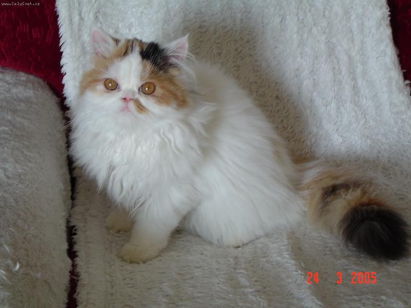 Foto: Adélka-Kočičí princezna