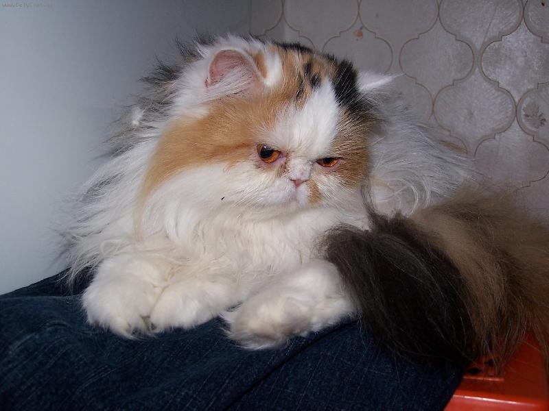 Foto: Adélka-Kočičí pohoda