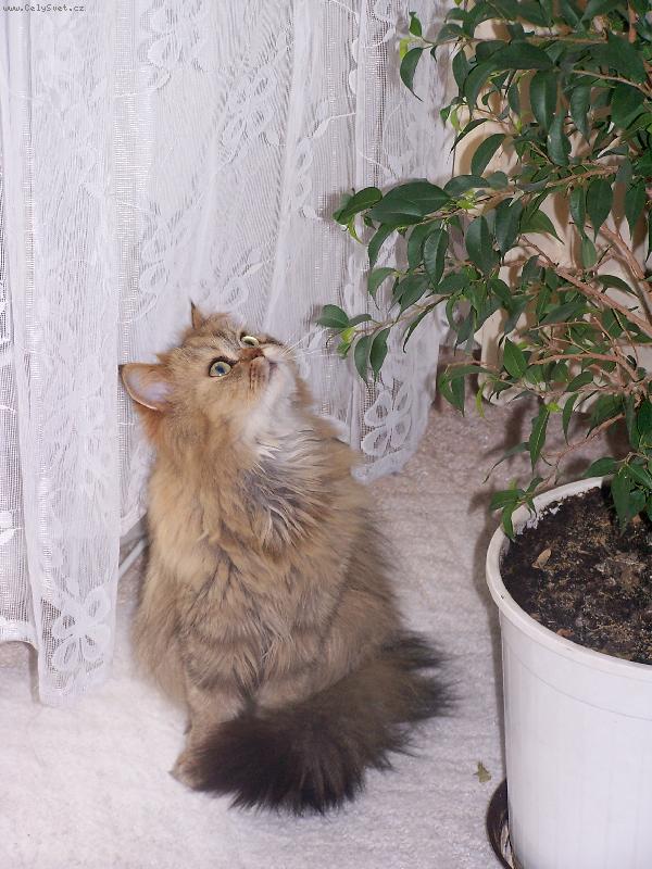 Foto: Elizabeta-Kdepak ty ptáčku hnízdo máš?