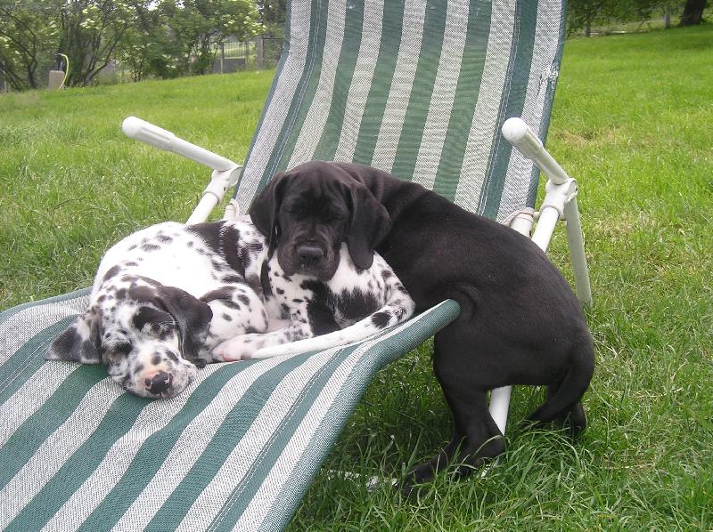 Foto: nerozlučná dvojka