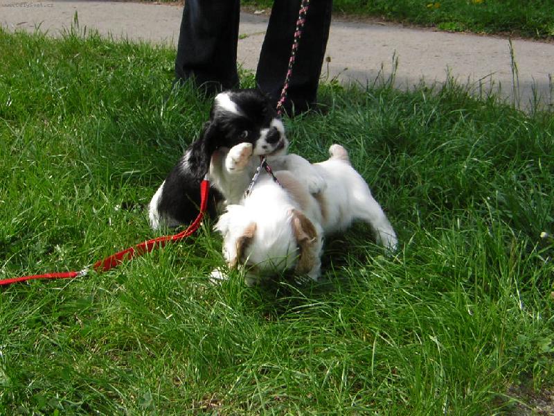 Foto: Neboj zbavím tě toho vodítka...