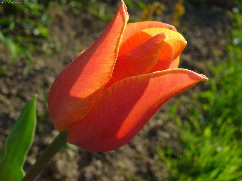 Foto: Jarní tulipán na slunci