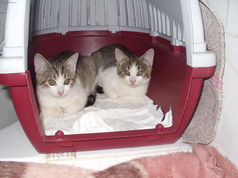 Foto: dvojčata-nový domov