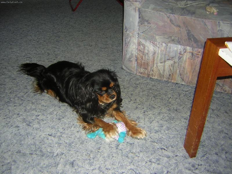 Foto: Jenny a její oblíbená hračka-Jenny je naše rok a půl stará fenka která si ze všeho nejraděj hraje