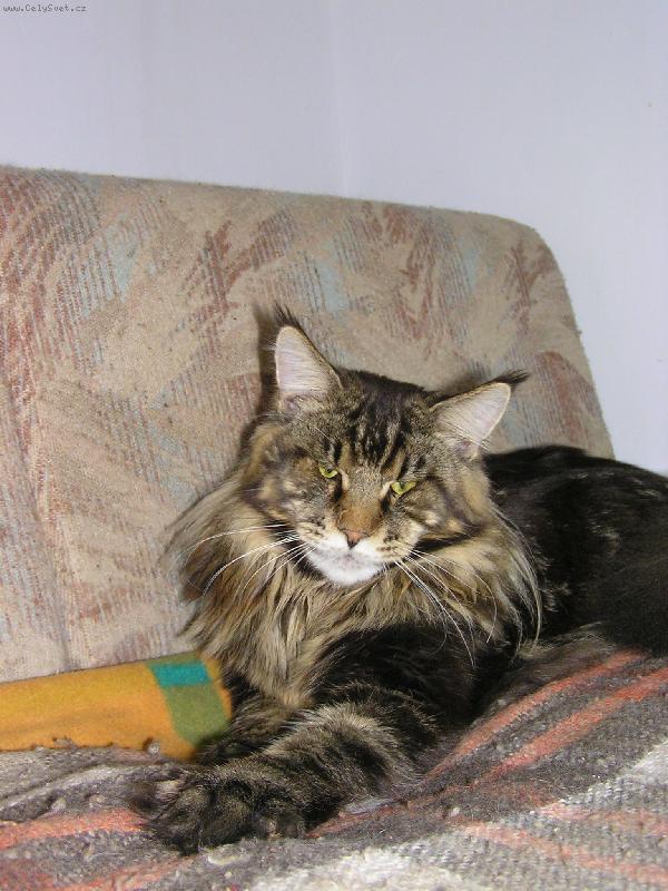 Foto: Knight zvaný Pinďa-Seriózní kluk