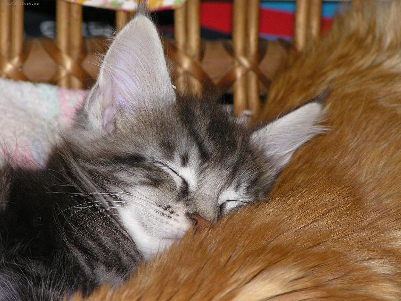 Foto: Black Jack-Jako u maminky