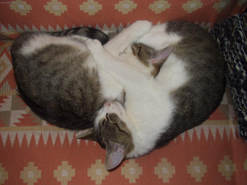 Foto: dvojčata-nikdy se neopustíme