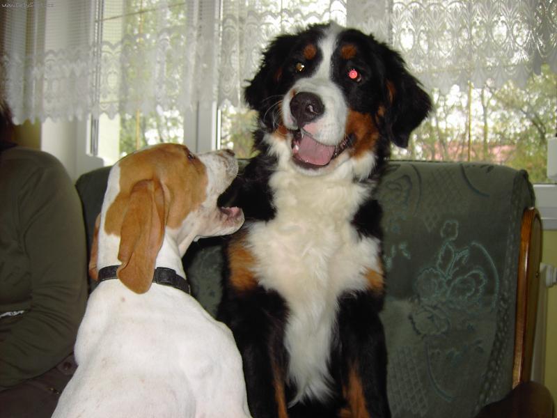 Foto: Sežral jsem Karkulku a teď si na řaďe ty !-Max a Artur