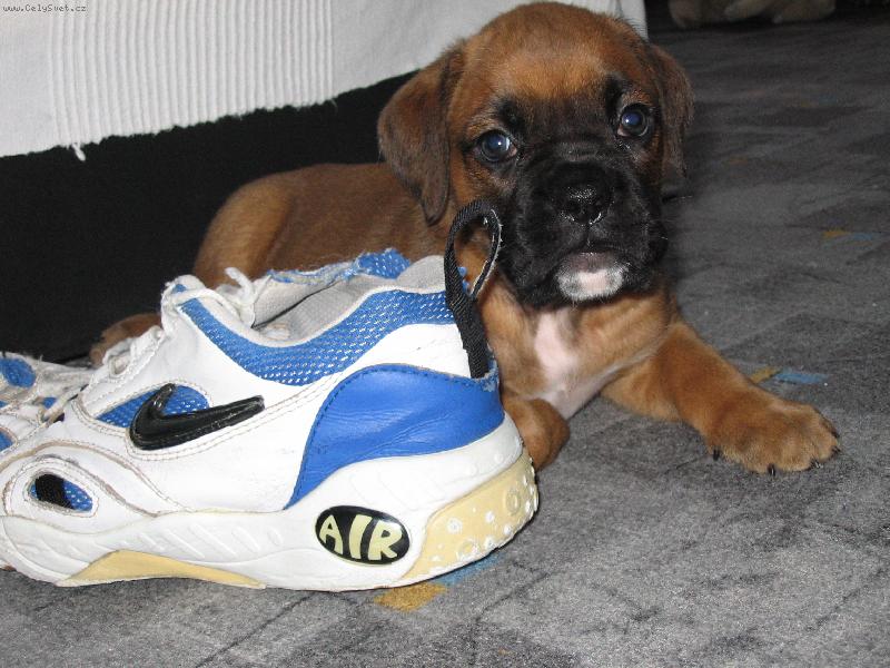 Foto: Když to musí být..........-Než vyrostu ,tuhle botu rozkoušu