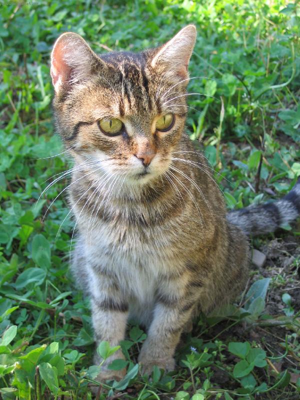 Foto: Adélka-Zamyšlená kočička Adélka