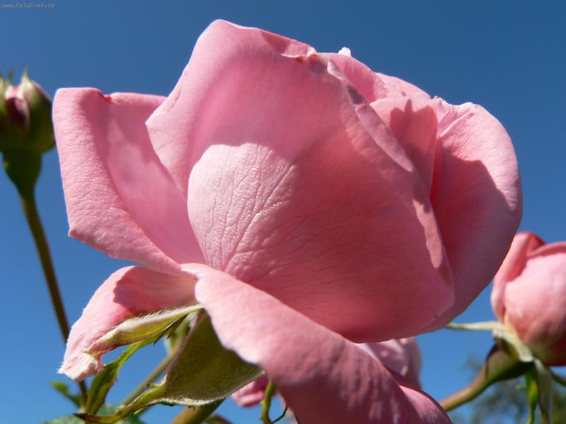 Foto: Růže v babím létě :-)