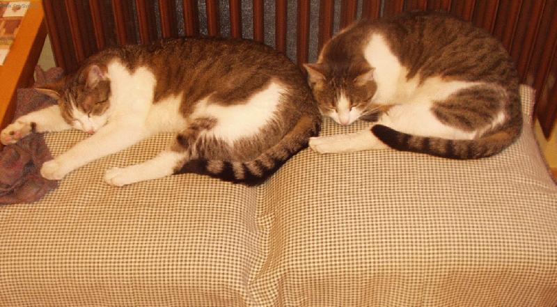 Foto: DVOJČATA-DOMA U KAMEN