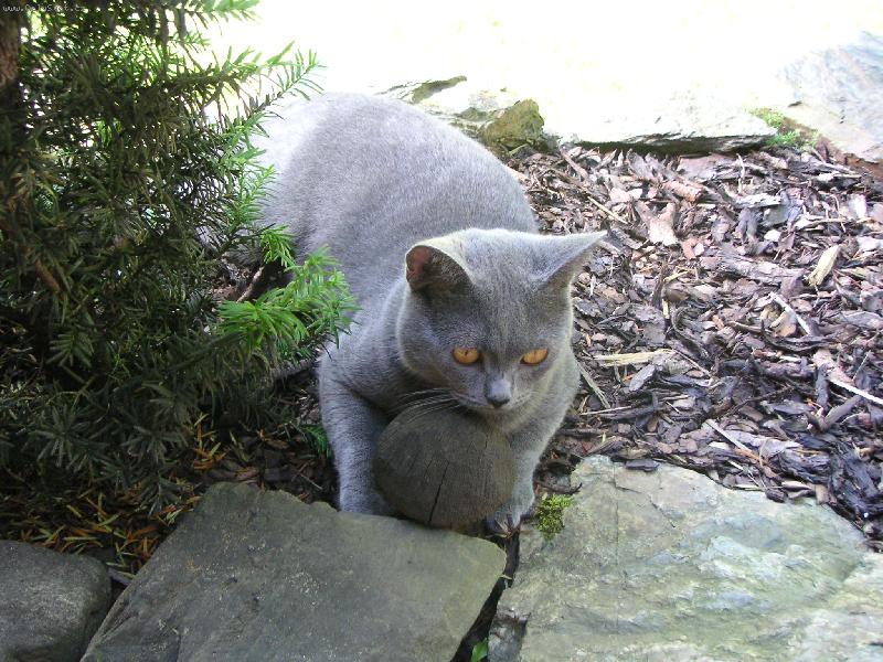 Foto: NAS MILACEK-KOCOUREK TIM