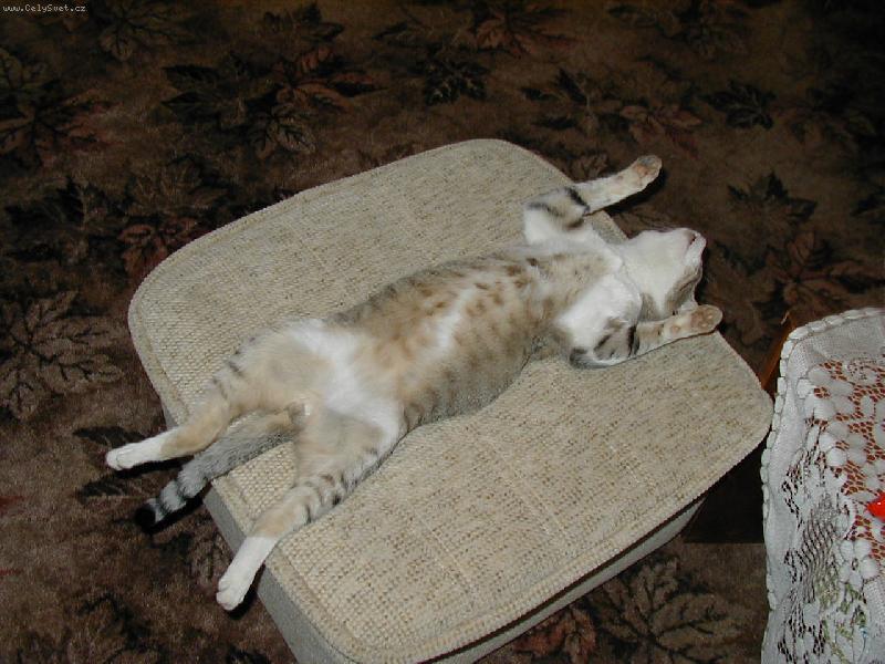 Foto: Kikin-polední siesta