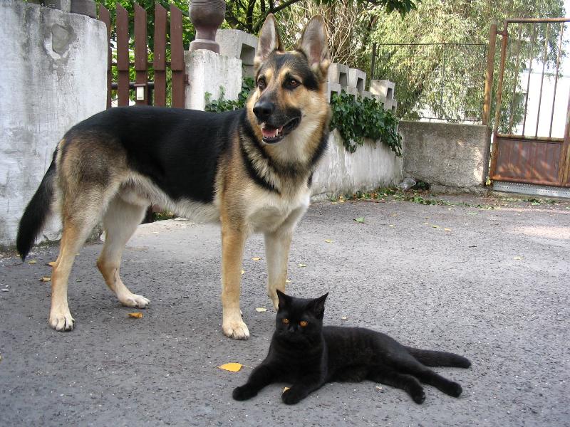 Foto: Hlídači-...ve dvou se to táhne(hlídá) lépe