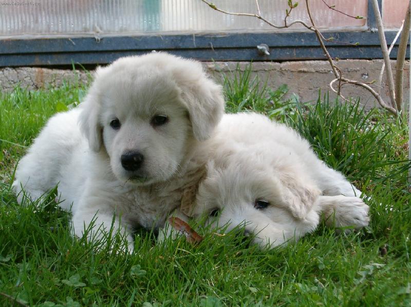 Foto: Pohodička v trávě