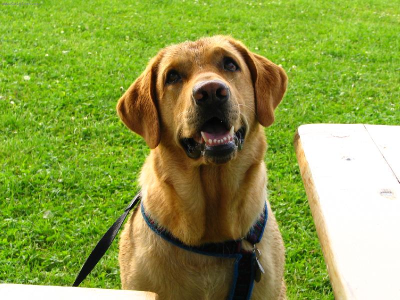 Foto: dejte mi dobrotu