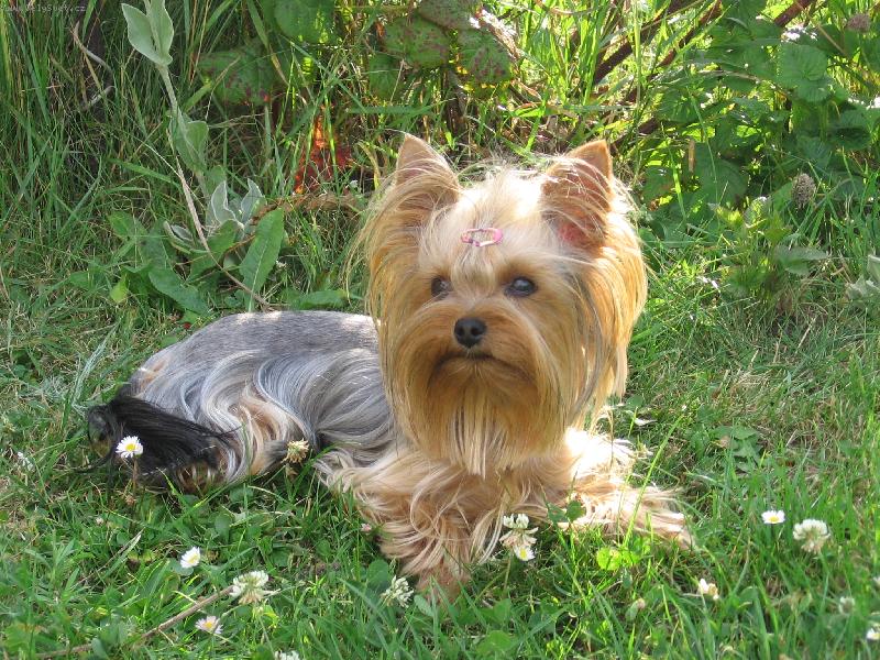 Foto: Baruška-Odpolední siesta