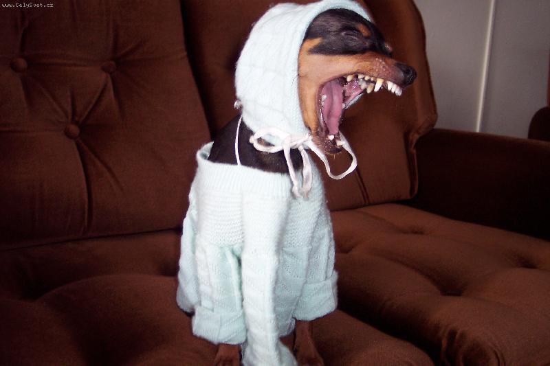 Foto: Miláček-Ospalý psík