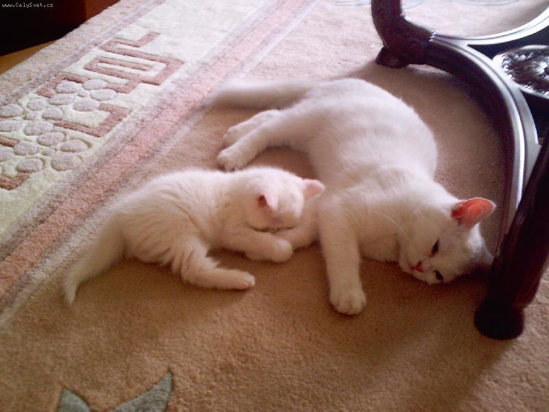 Foto: Chci být s tebou-Naši miláčkové