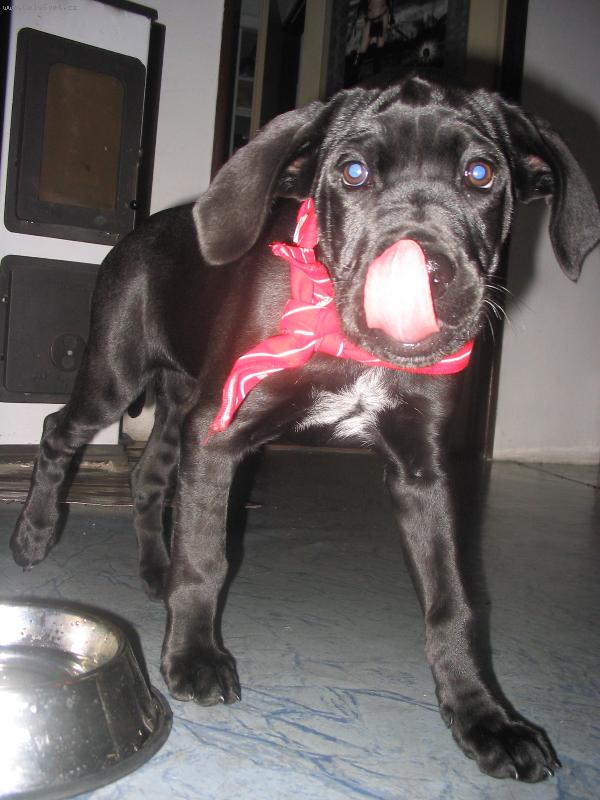 Foto: Moje Mia-kříženec CC a ND