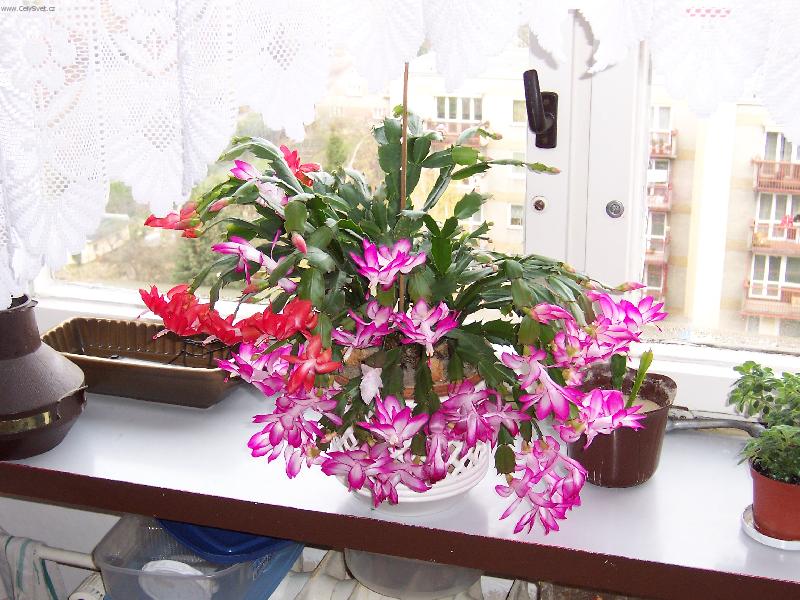 Foto: Vánoční kaktus