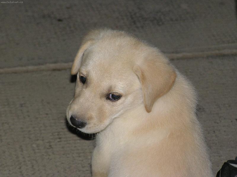 Foto: Kuk!Kdo mě to fotí?!